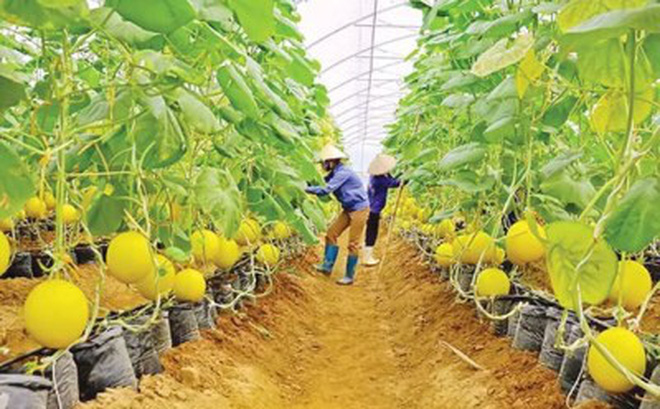 Xuất khẩu nông sản qua đường sắt, đường hàng không kém cạnh tranh vì chi phí logistics